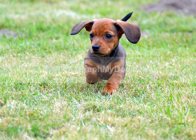  - Dachshunds