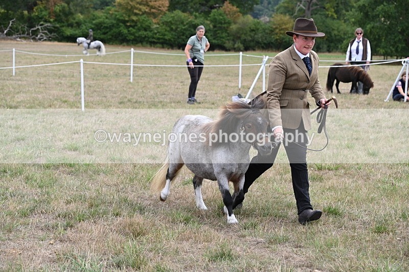 WJ6_5472 - Class 18 In-hand Coloured