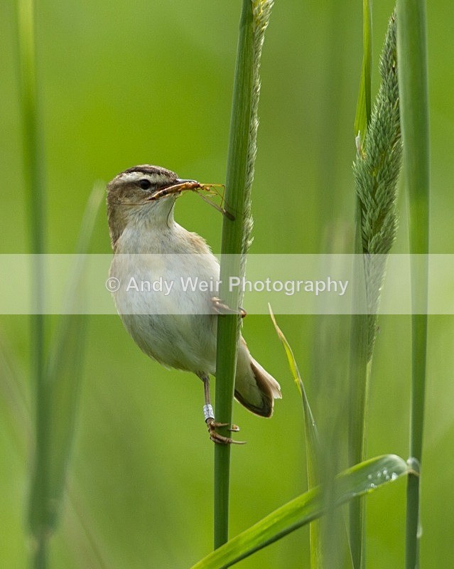 20110618-IMG_6005 - Sedge Warbler