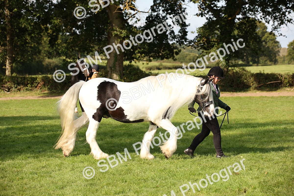 SBM_61195 - S54 - Show Cob In Hand