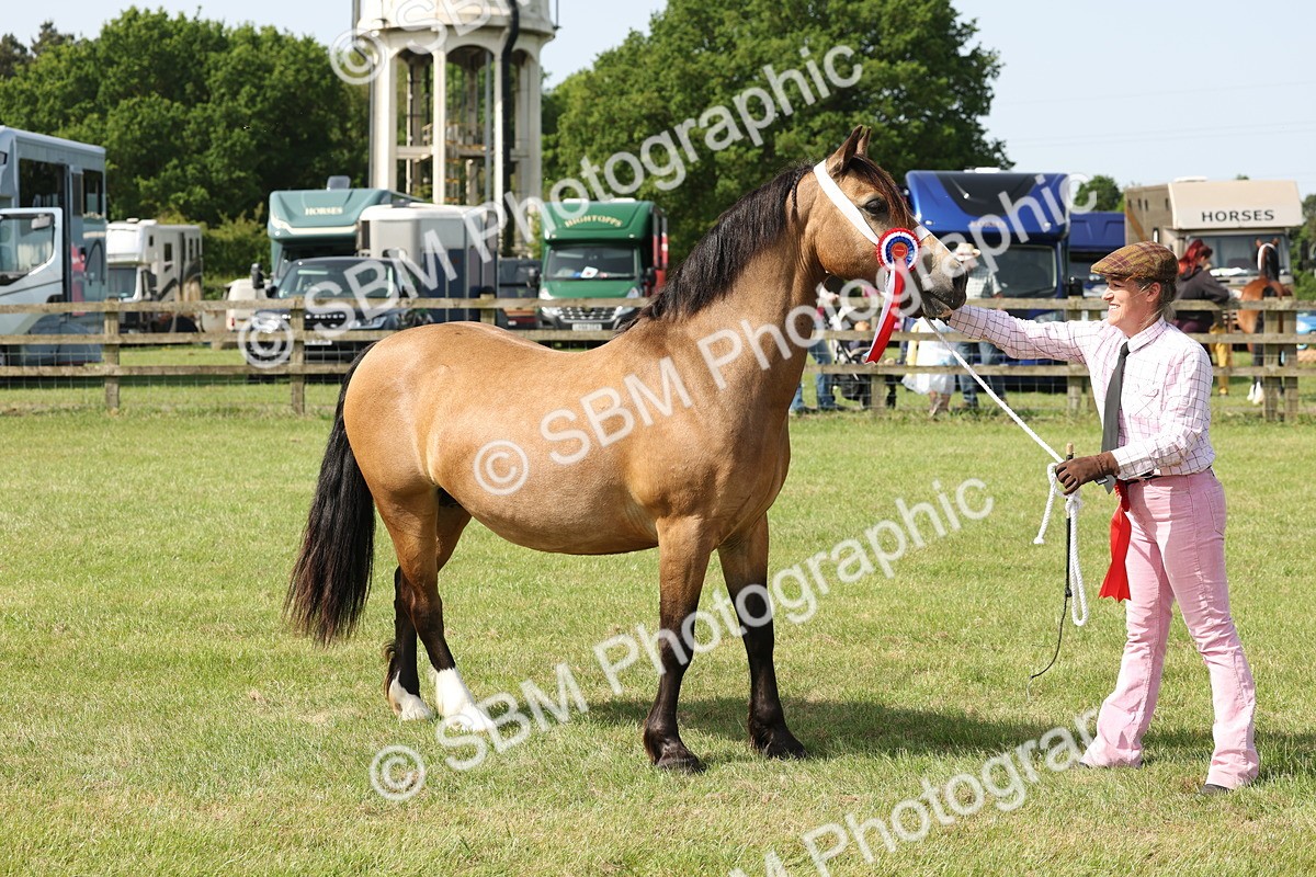 SBM_02177 - Class 6-13 - Mountatin and Moorland In Hand Welsh Breeds