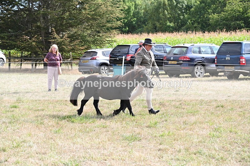 WJ6_7035 - Class 21 Shetland & Mini Horses