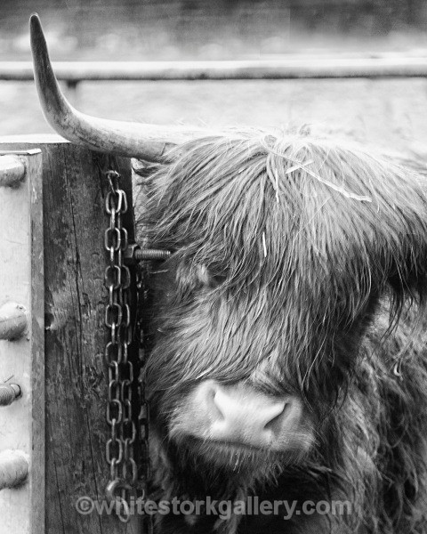 Highland Coo - Scotland: Black and White