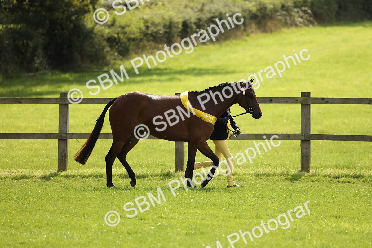 SBM_65643 - S48 - Show Pony & Show Hunter Pony In Hand