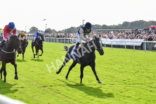 141023-Race 1-Purosangue-0538 - Race 1 1.15pm Coral Rockingham Stakes