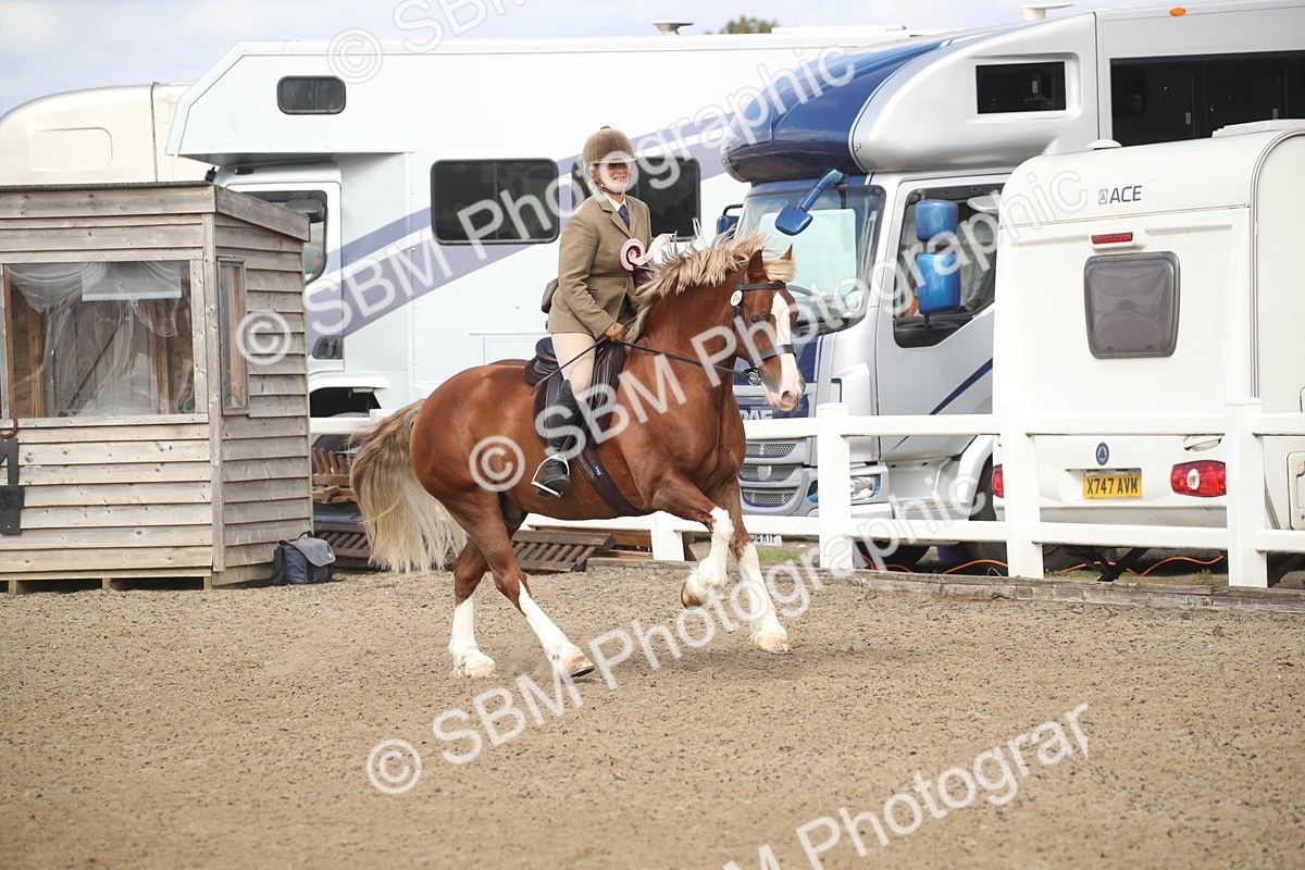 SBM_14616 - Class 505a - M&M Working Veteran - 50cm (15-19)