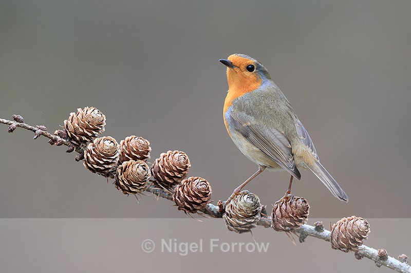 Robin perched on branch, Otterbourne, Hampshire - Robin