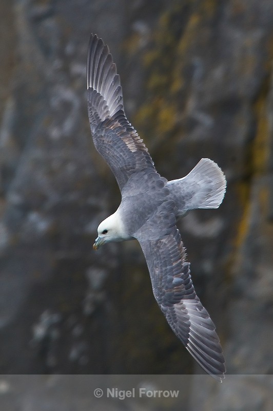 Fulmar in flight at Neist Point, Isle of Skye - Fulmar
