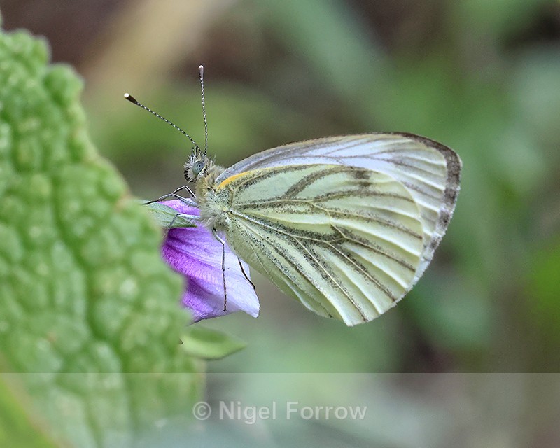 Green-veined White (female), Oxfordshire, UK - INSECTS