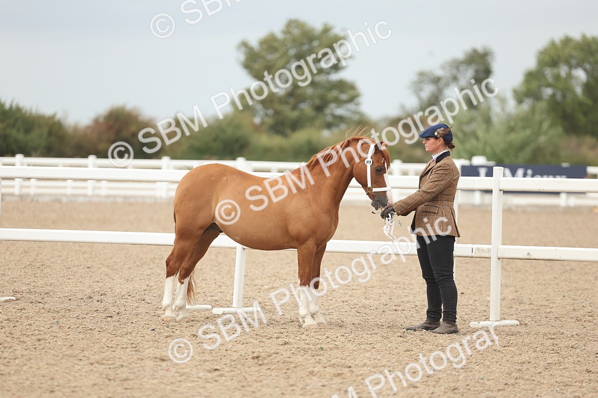 SBM_19223 - Class 317 - IH Pure Bred Horse-Pony