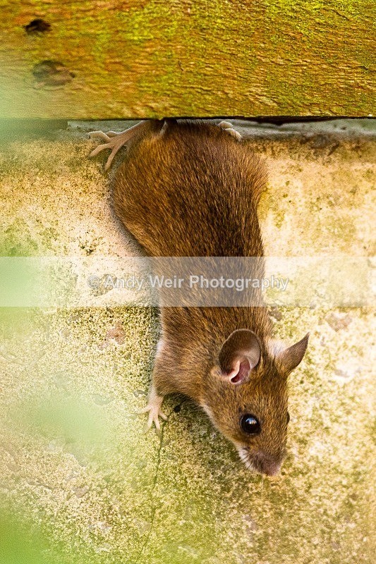 20120115-_MG_8151 - Wood Mouse