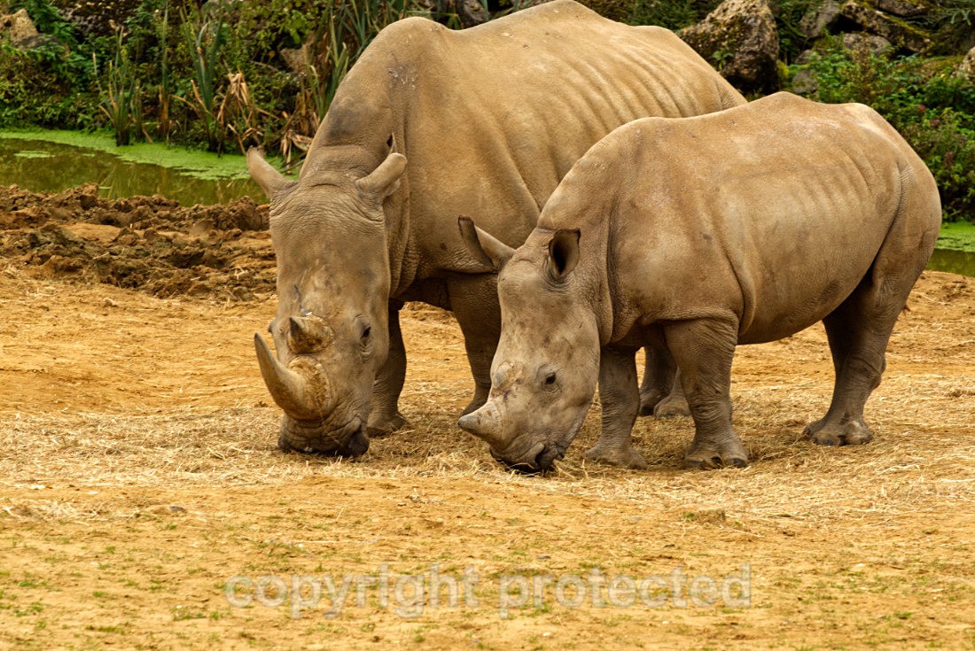 Astrid and Dara - Wildlife Vets International