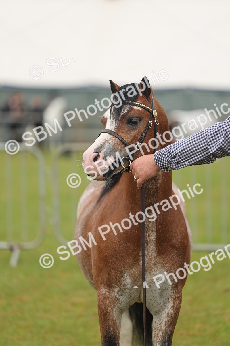SBM_01420 - Class 50-57 - M&M Welsh Pony In Hand