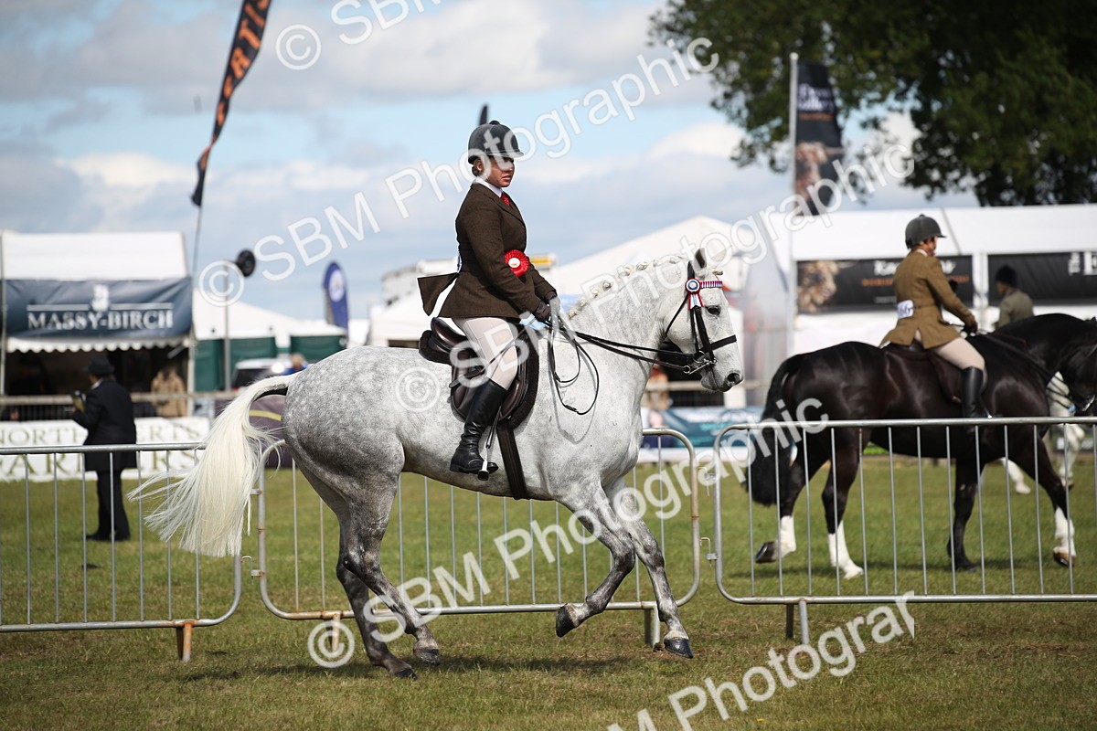 SBM_13322 - Class 95-96 - LIHS BSHA Rising Star Hack Riding Horse
