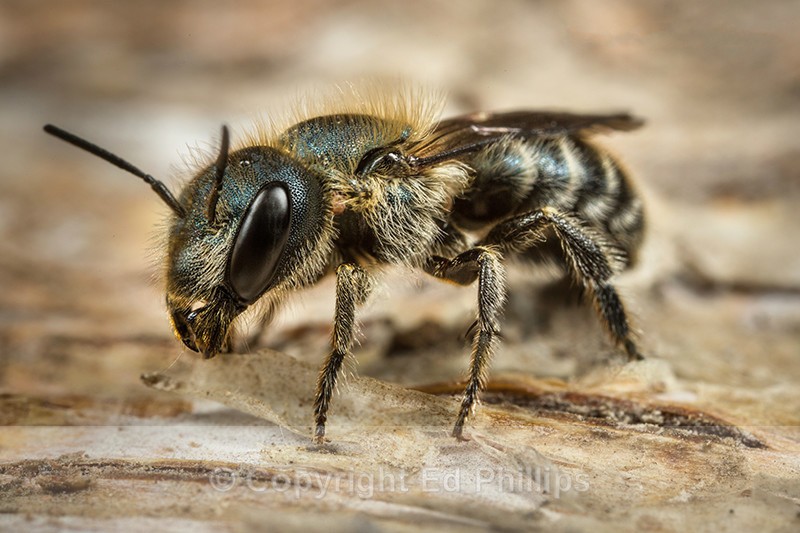 Osmia caerulescens (f) - Osmia caerulescens