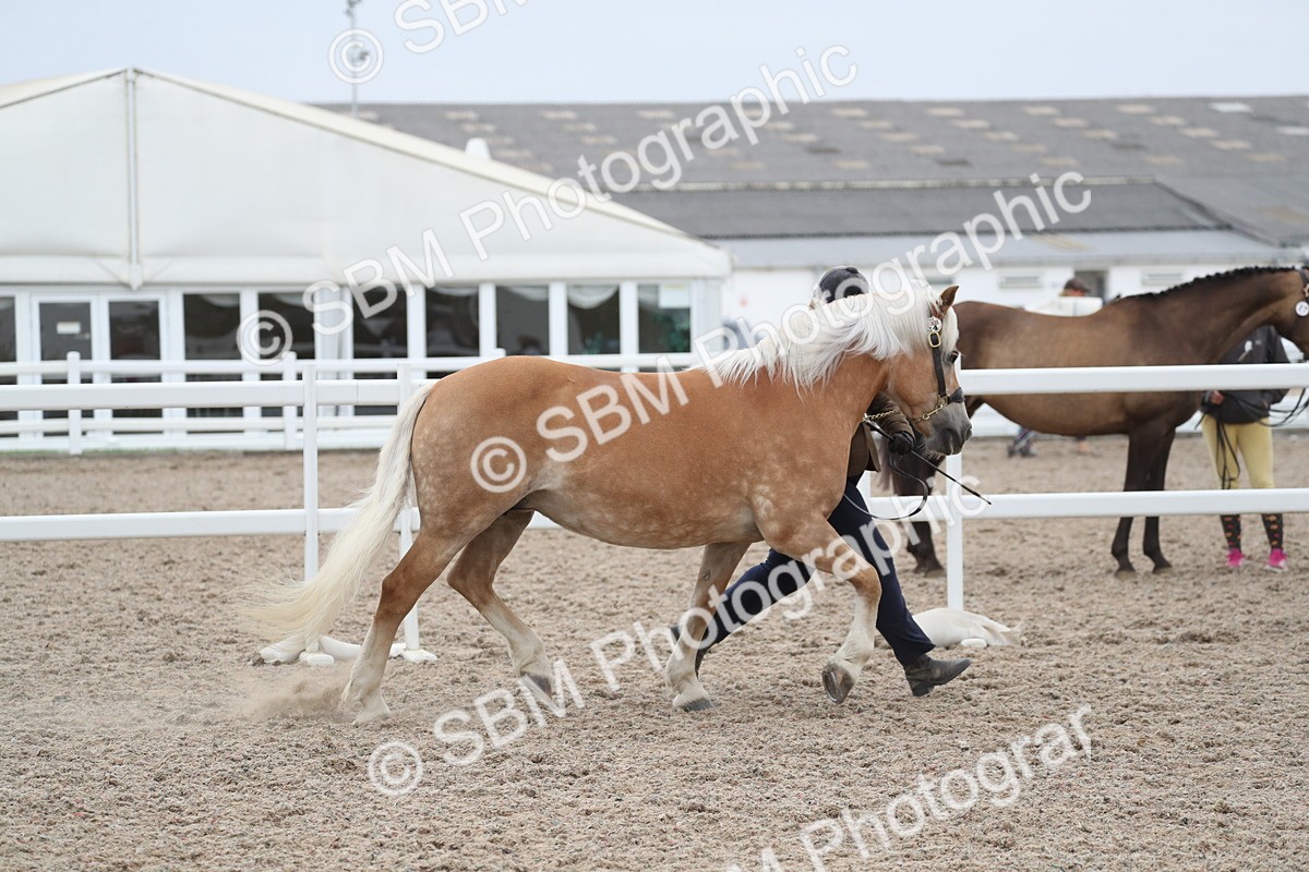 SBM_17932 - Class 317 IH Pure bred Horse/Pony