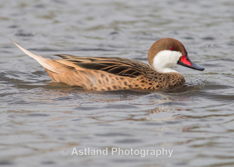 Astland Photography, Bird and Wildlife Images, Susan and Peter Wilson, U.K.