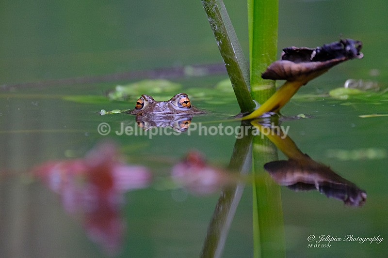  - Wildlife and Nature
