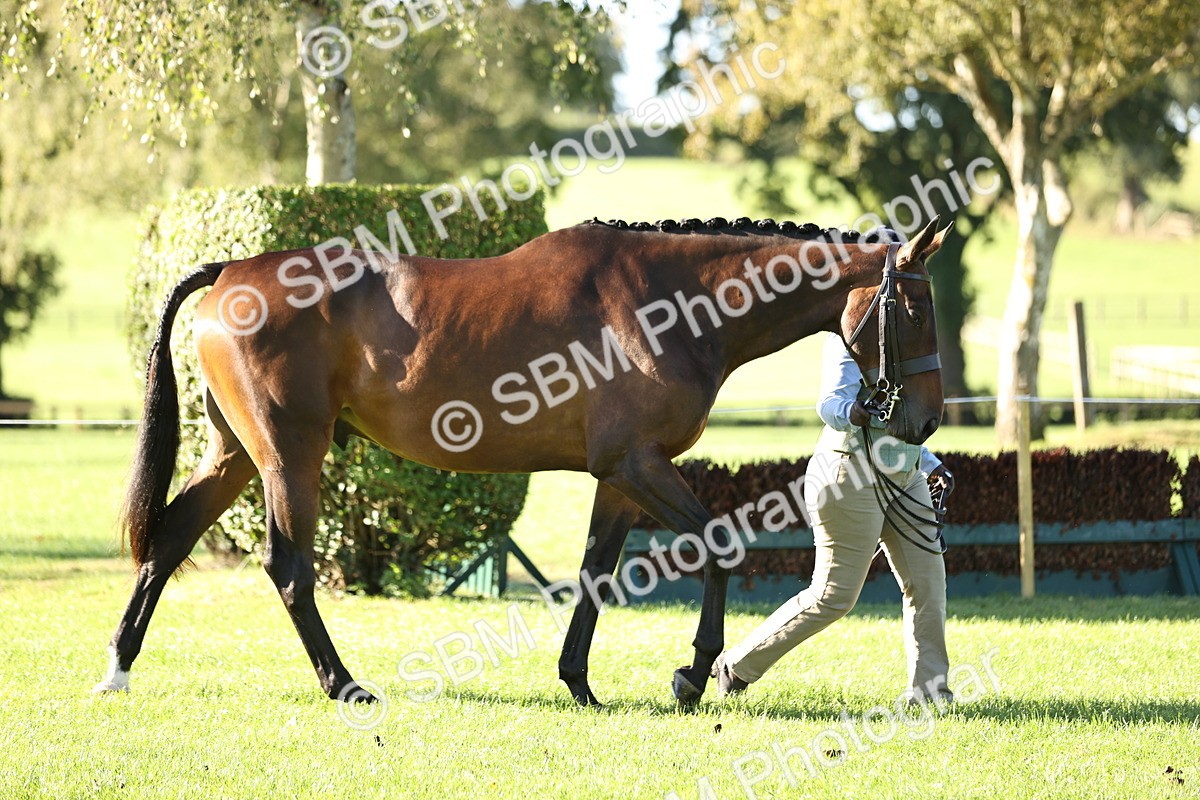 SBM_15768 - S1 - TSR in Hand Horse & Pony Showing