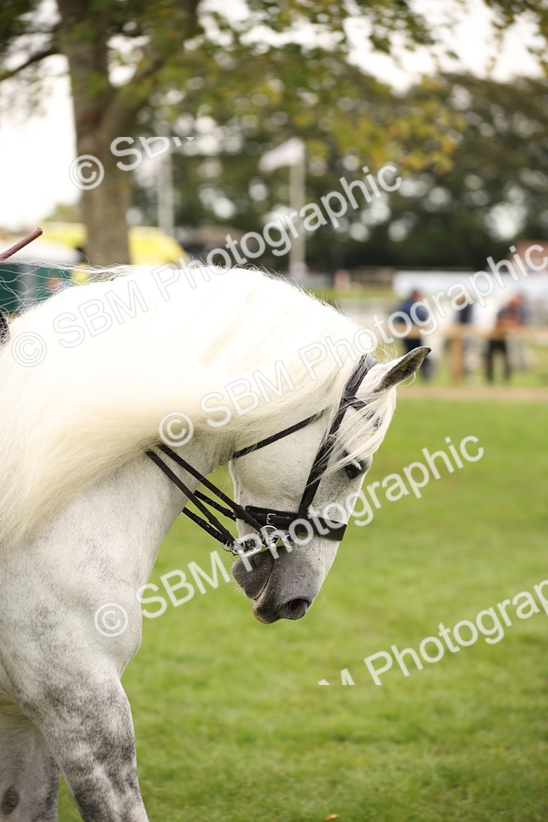 SBM_73479 - S68 - Traditional Cob Ridden