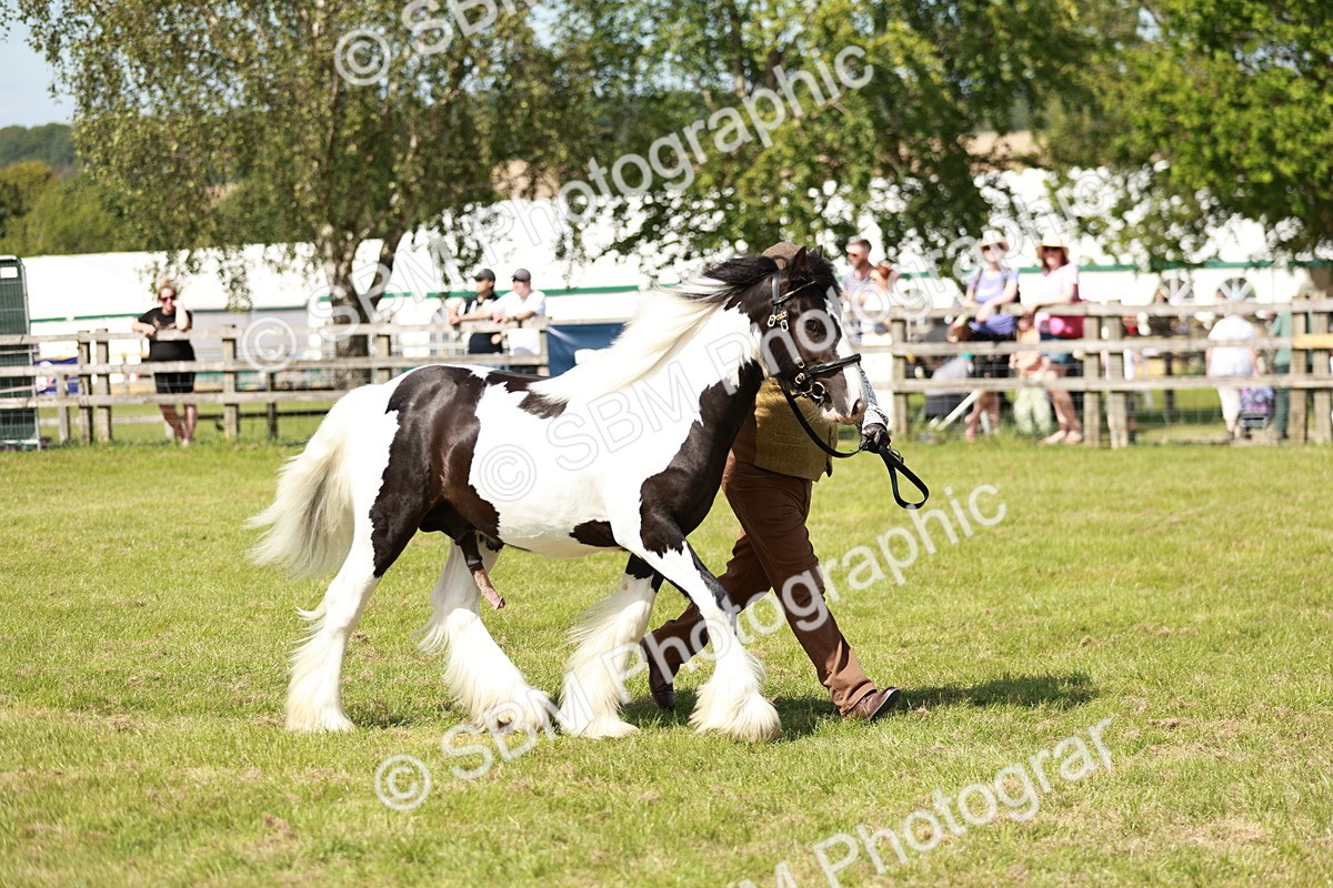 SBM_08650 - Class 63-65 - Traditional Gypsy Cobs In Hand & Ridden