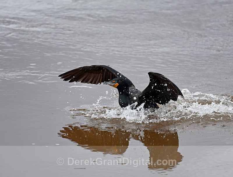 Double-crested Cormorant Phalacrocorax auritus - Birds of Atlantic Canada