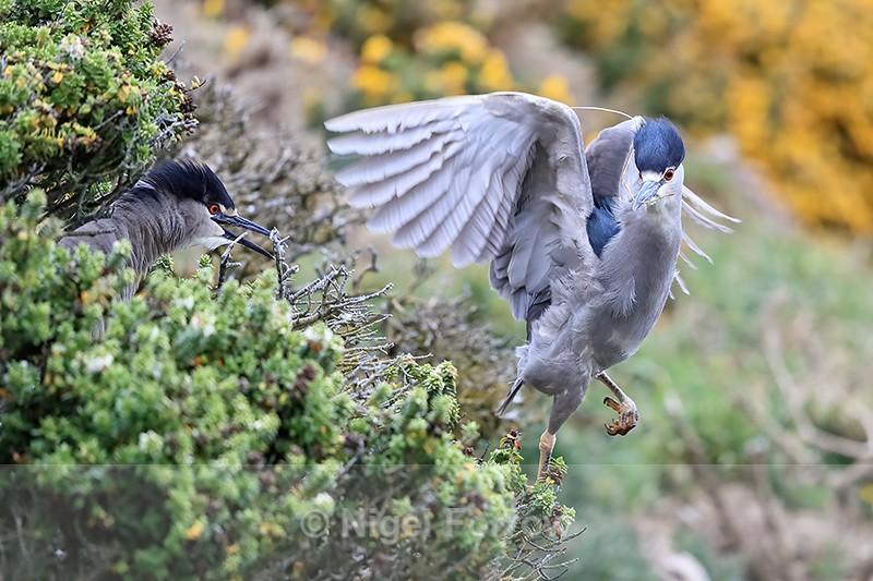 Black-crowned Night-Heron interaction, Carcass Island, Falklands - Black-crowned Night-Heron