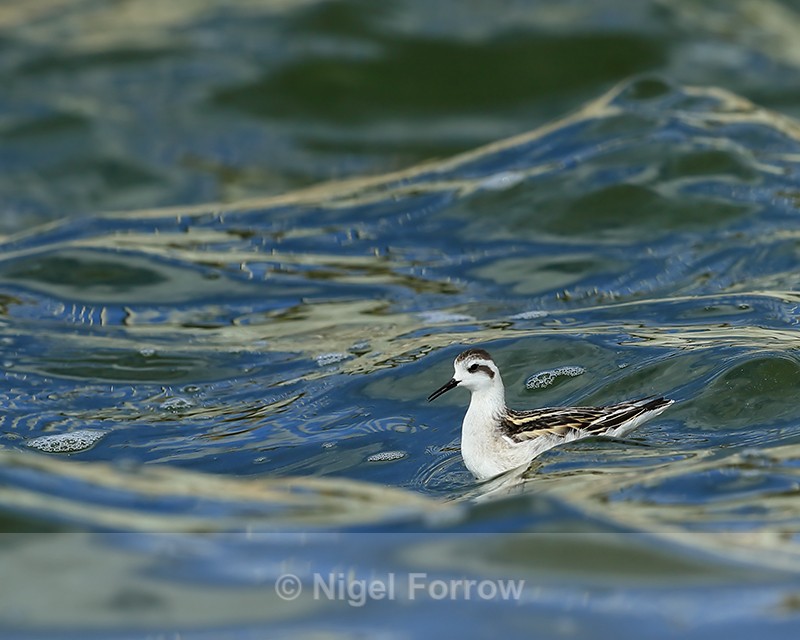 Red-necked Phalarope (juvenile), Farmoor - Red-necked Phalarope