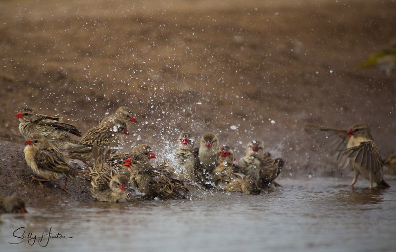 Red-billed Quelea Bathing