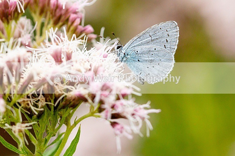 20180803-3K8A2888 - Butterflies & Moths