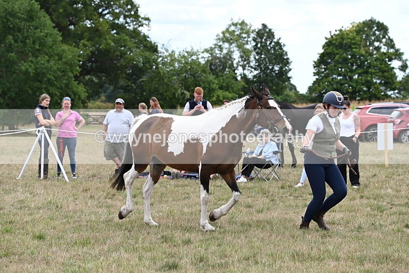 WJ6_5598 - Class 18 In-hand Coloured