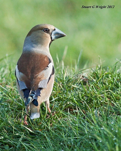 336 - All other Birds