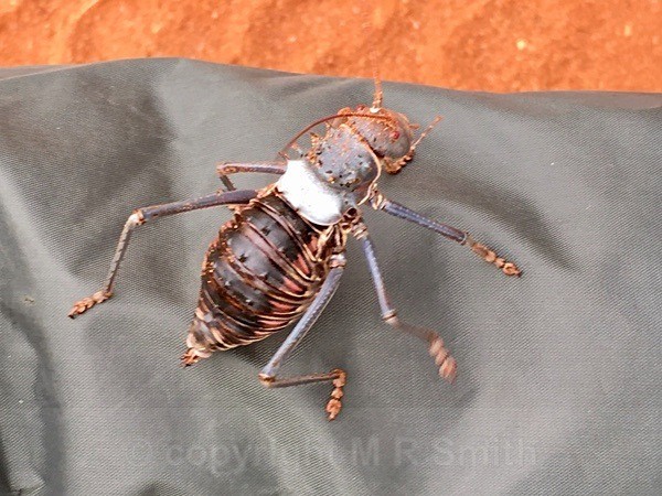 Armoured Bush Cricket - SA - BIRDS & INSECTS