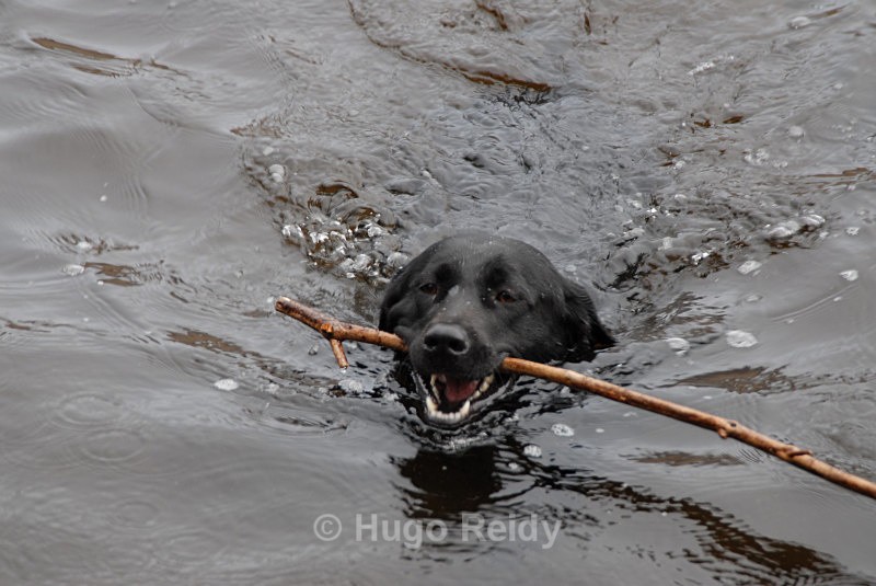  - Canine Friends