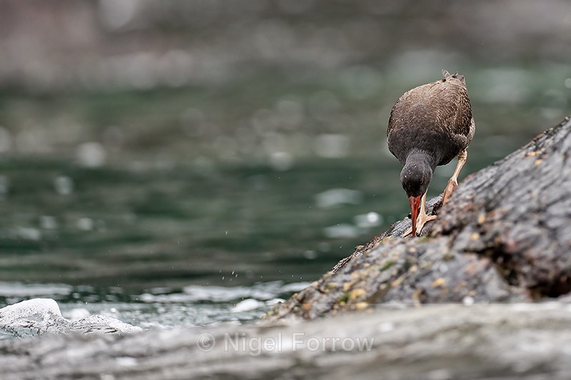 Blackish Oystercatcher (juvenile) foraging, Chanaral Island, Chile - Blackish Oystercatcher