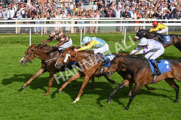 yr21052022r7-35 - Race 7: 5:15pm Reg Bond Always and Forever Stakes