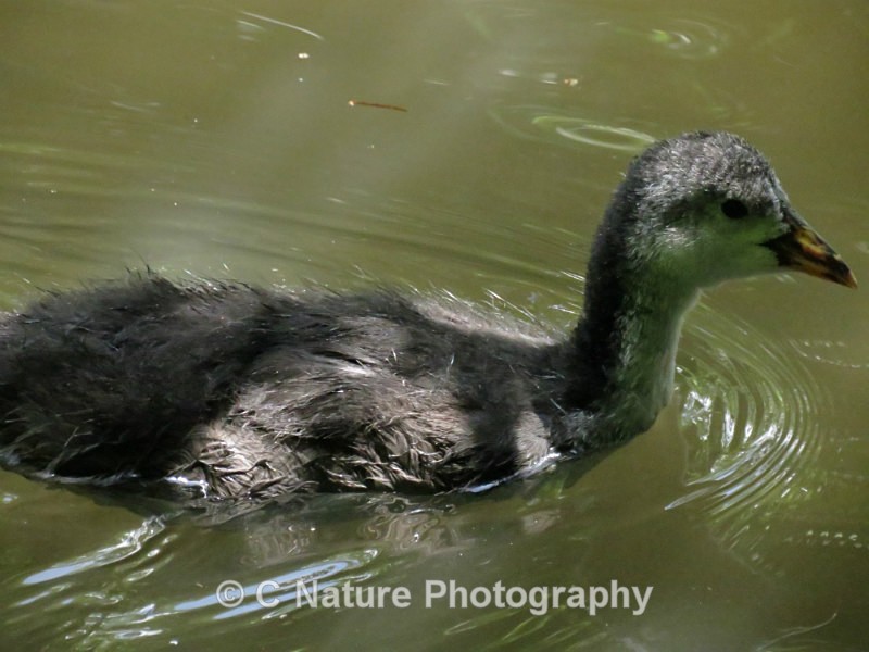 Young Coot - Birds