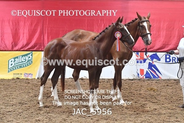 JAC_5956 - 11 Pandora of Westoak