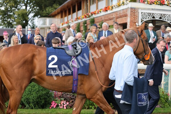 yr18082021r2-1 - Race 2 2.25pm Tattersalls Acomb Stakes