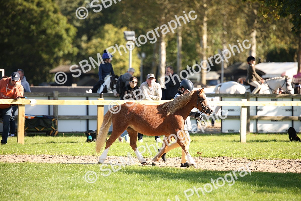 SBM_36551 - S10 - Best In Hand Horse & Pony