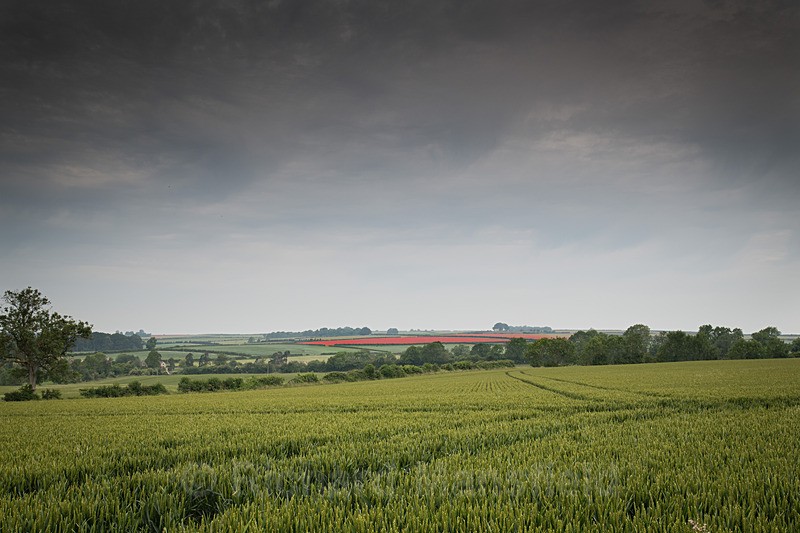  - Landscape