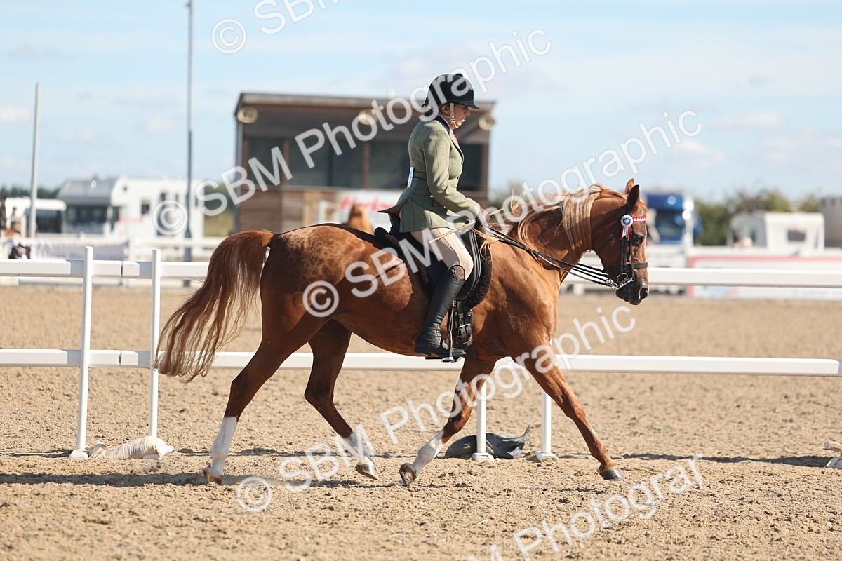 SBM_13001 - Class 305 - Ridden Foreign Breed Pure Bred