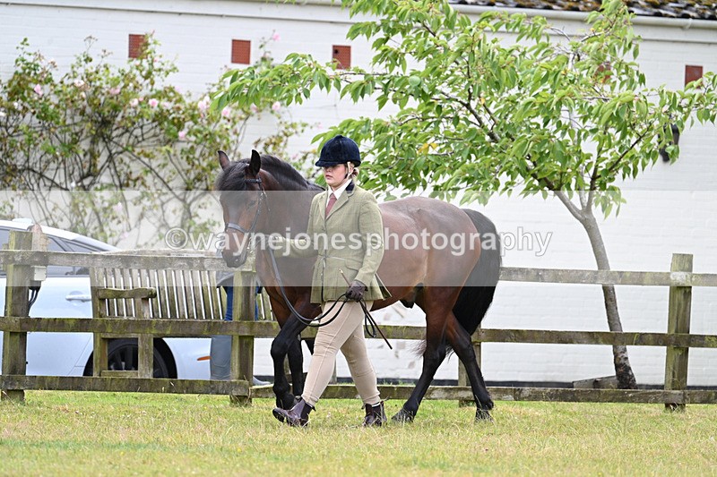 WJ7_6538 - Class 5 Handsome Gelding in hand