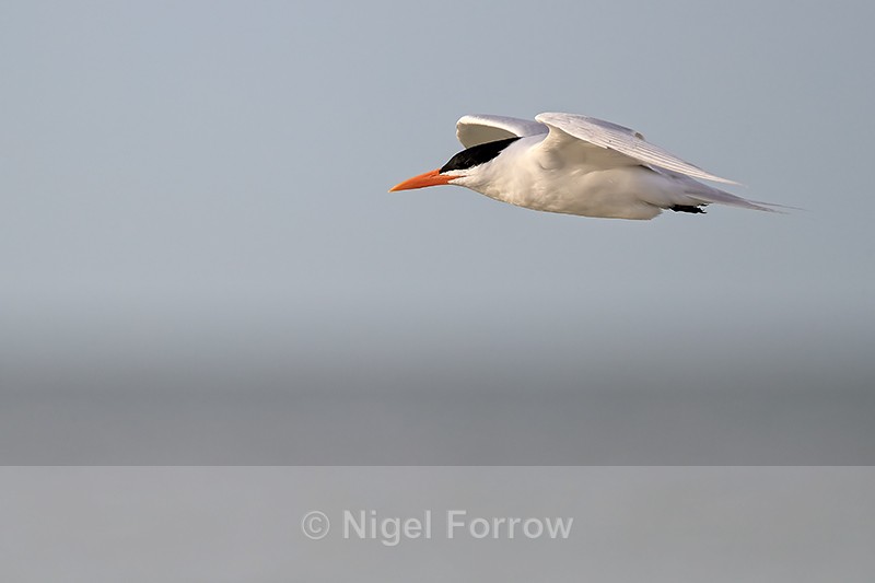Royal Tern (breeding adult) gliding close by, Fort De Soto, Florida - Royal Tern