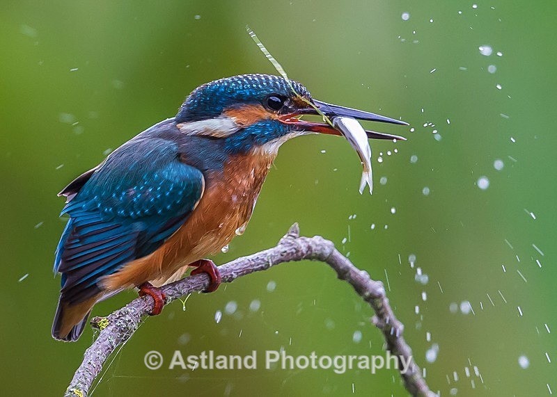 Astland Photography, Bird and Wildlife Images, Susan and Peter Wilson, U.K.