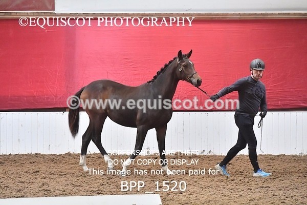 BPP_1520 - MORNING 9AM - 12PM