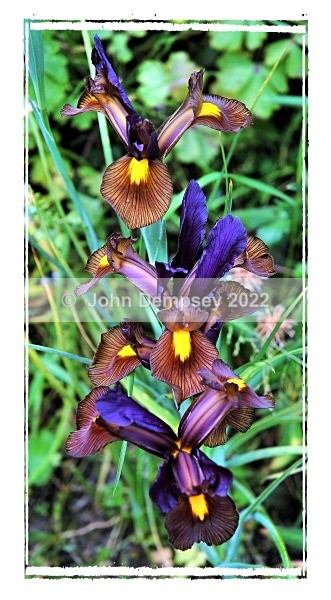 Three Beauties F - Plants and Insects