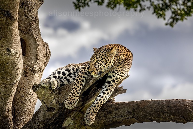  - African Safaris