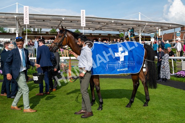 170524-Race 6-Riot-9092 - Race 6 4.45pm Yorkshire Equine Practice Handicap