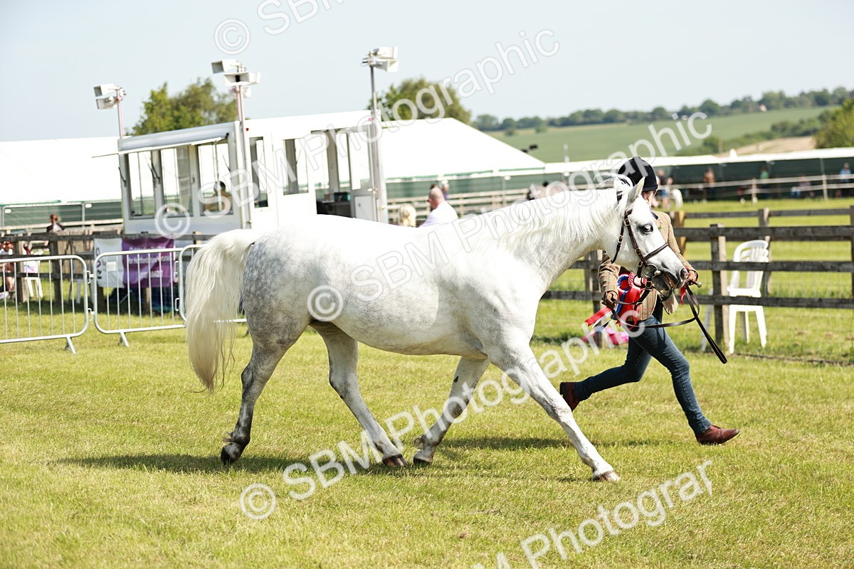 SBM_01723 - Class 14-23 - Mountain & Moorland In Hand Non Welsh